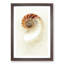 Mother of Pearl Shell - Framed Print-62800444-62800447