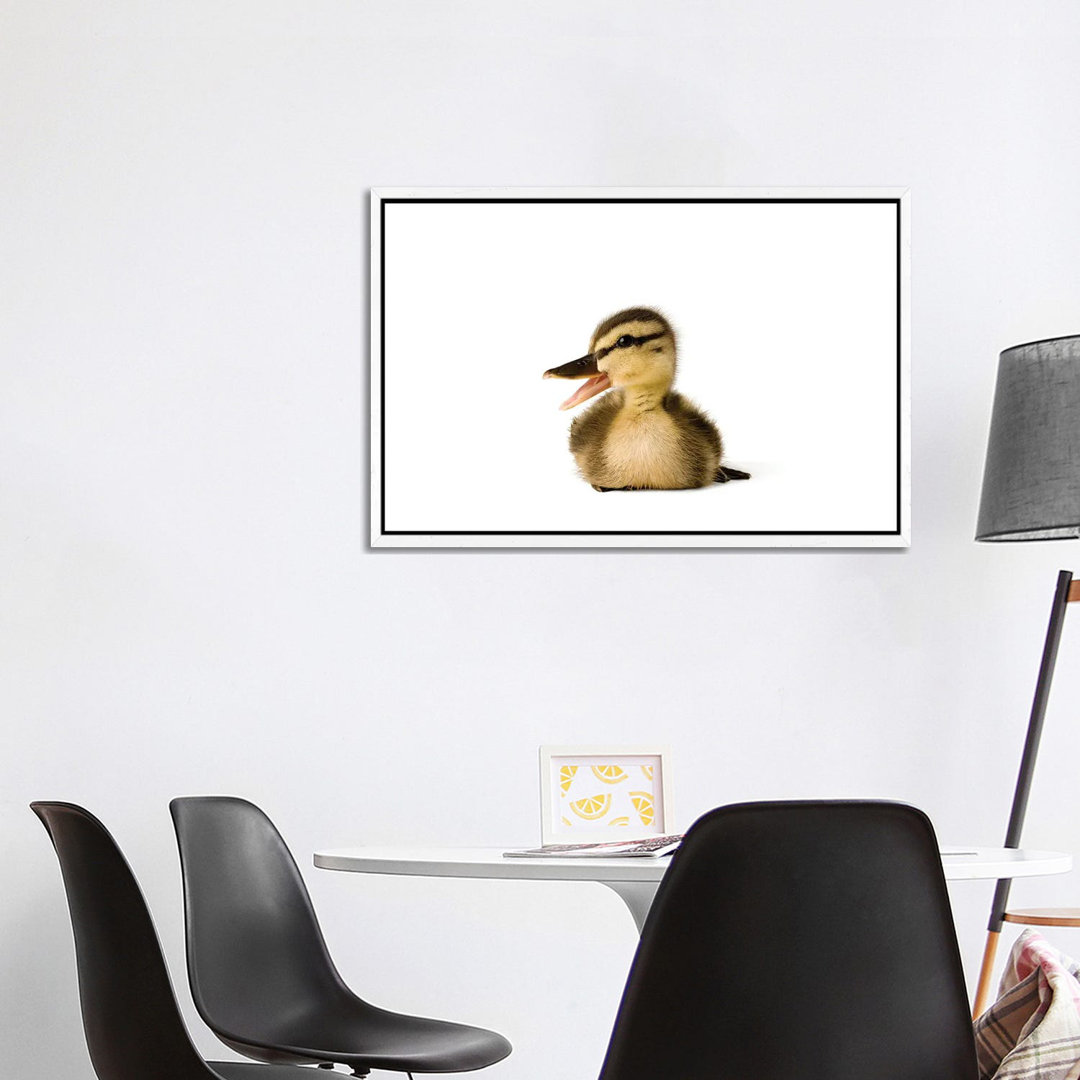 A Mallard Duckling I von Joel Sartore - Galerie-verpackte Leinwand Giclée auf Leinwand