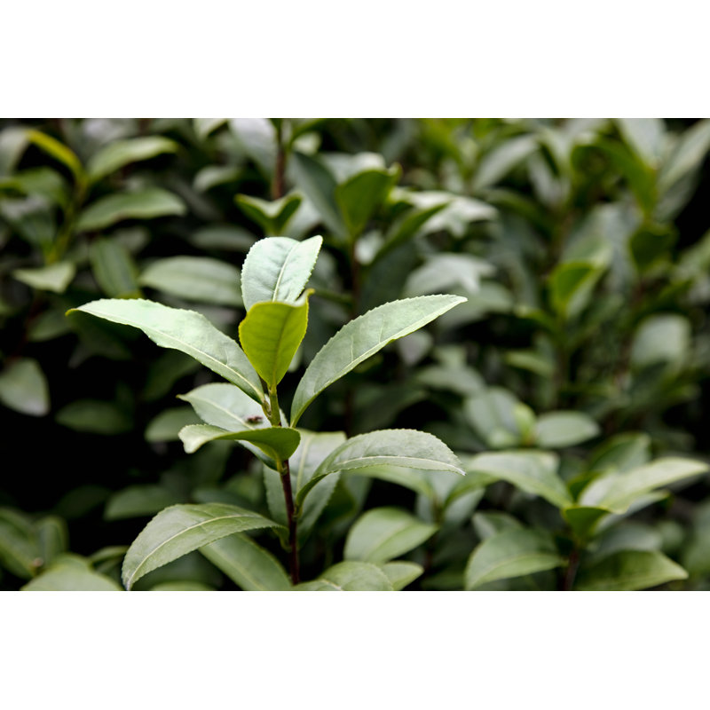Tea Leaves by KingWu - No Frame Art Prints on Canvas, 20cm H x 30cm W