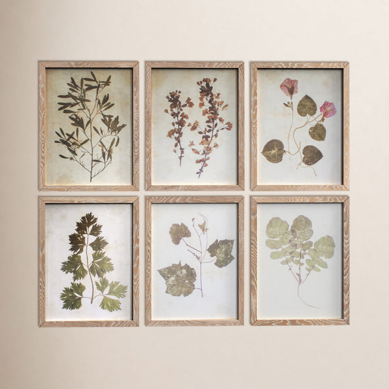 " Sibley Leaf " 6 - Pieces