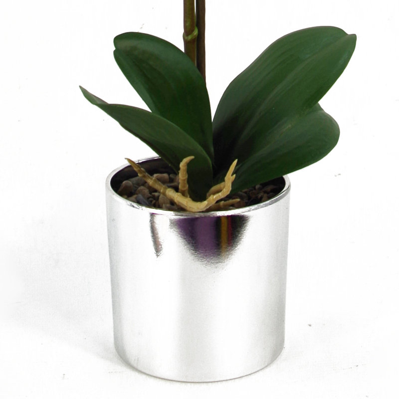 Anneus 46cm Plant