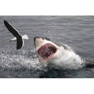 «White Shark Attacking» par Peter_Nile - Photographie sur toile tendue