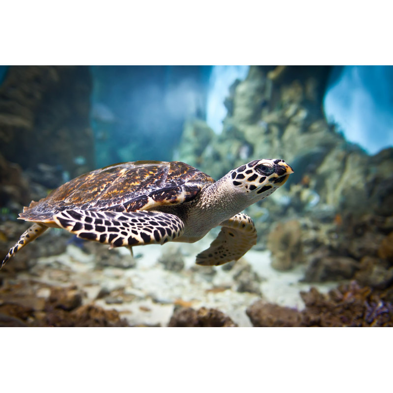" Eretmochelys Imbricata " by Cookelma, 8" H x 12" W