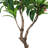57" Artificial Plumeria Tree in Pot
