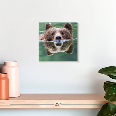 Brampt Grizzly Bear Swimming Reflection