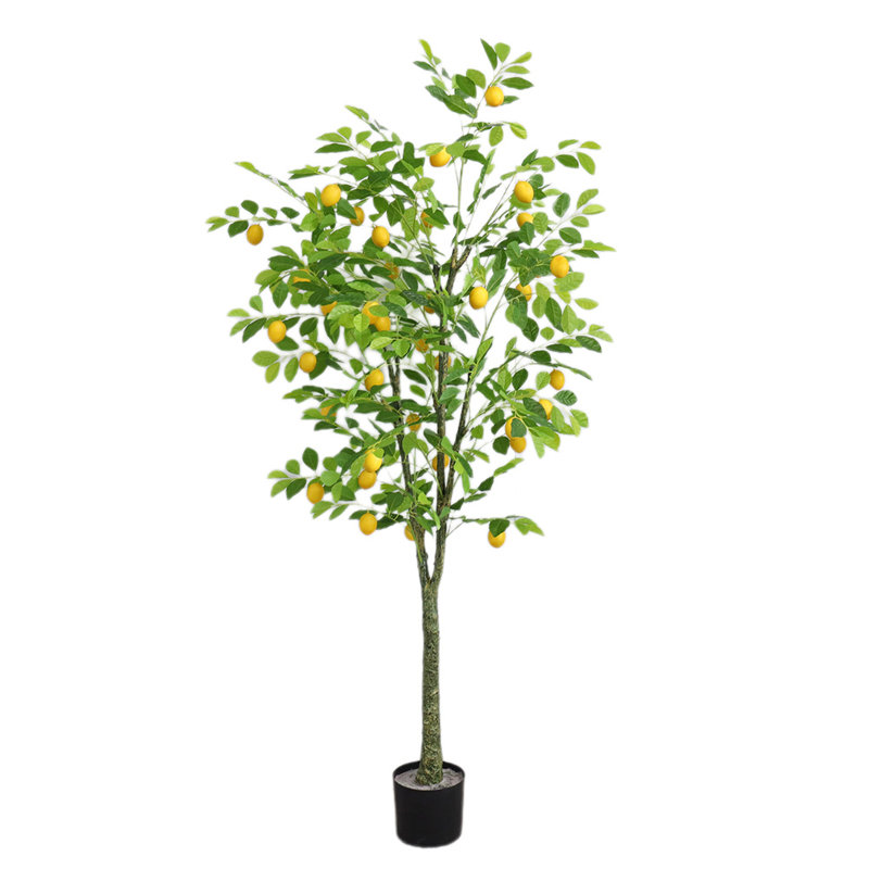 150cm Plant