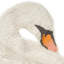 Washable Swan Rug