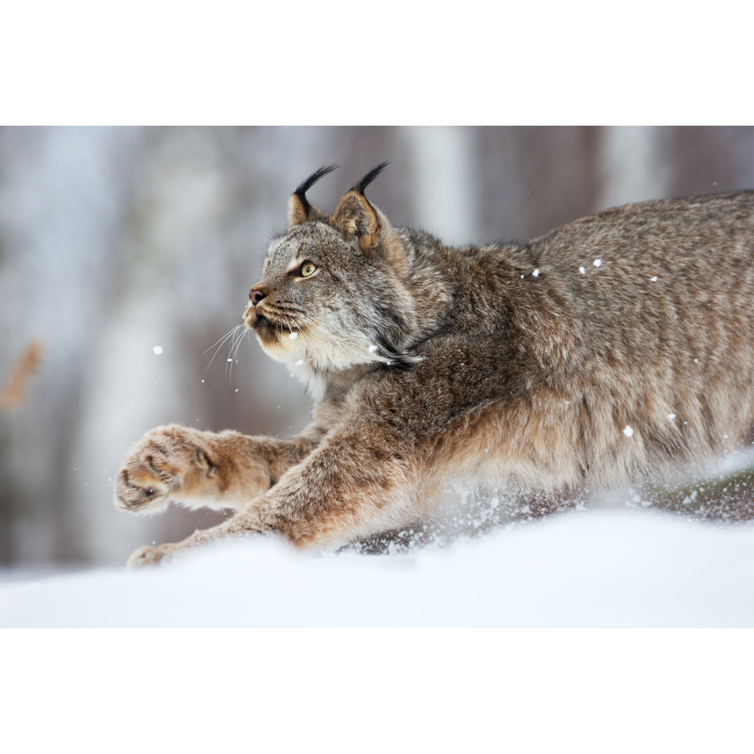 Lynx On The Prowl von Jimkruger - Drucken