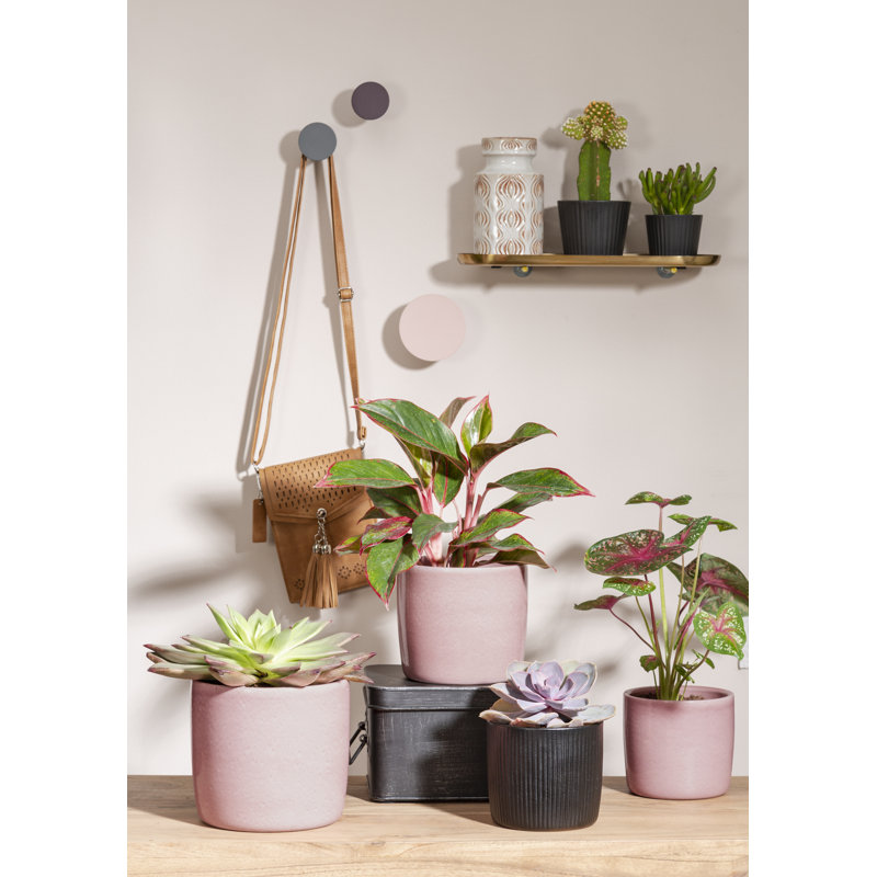 Cache-pot intérieur en céramique Kathrien, H 6,25 po x l 7 po x P 7 po, Noir