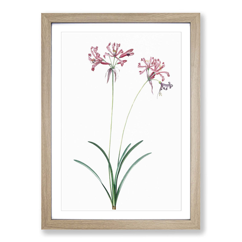 Nerine Lily Flowers by Pierre-Joseph Redoute - Picture Frame Painting Print, 36cm H x 27cm W x 2cm D, Oak Framed