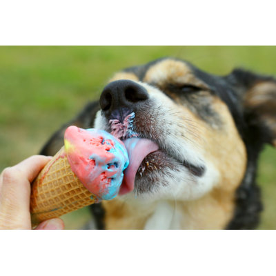 Happy Dog Licking Ice Cream Cone - Wrapped Canvas Print