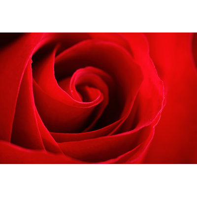 " Red Rose "