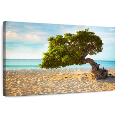 Arbre Gillard Divi-Divi à Aruba