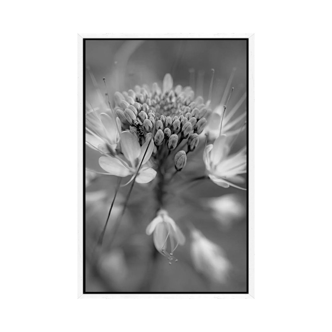 Rocky Mountain Bee Plant Flower, Great Sand Dunes National Monument, Colorado von Tim Fitzharris - Gallery-Wrapped Canva...