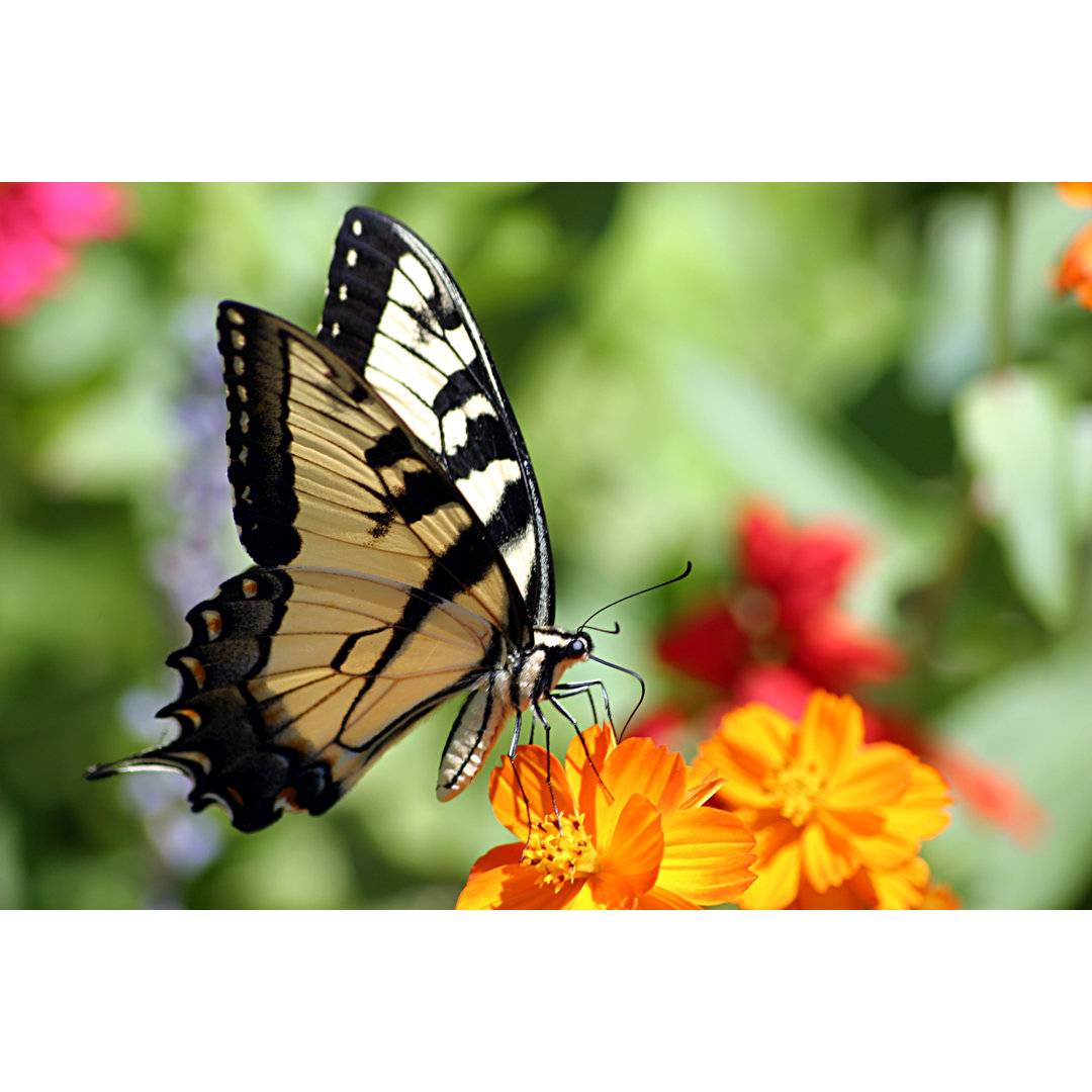 Schmetterling auf Blume von Cjmckendry - Drucken