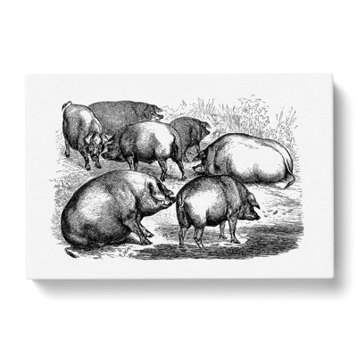 Pigs Illustration In Black & White - Wrapped Canvas Print