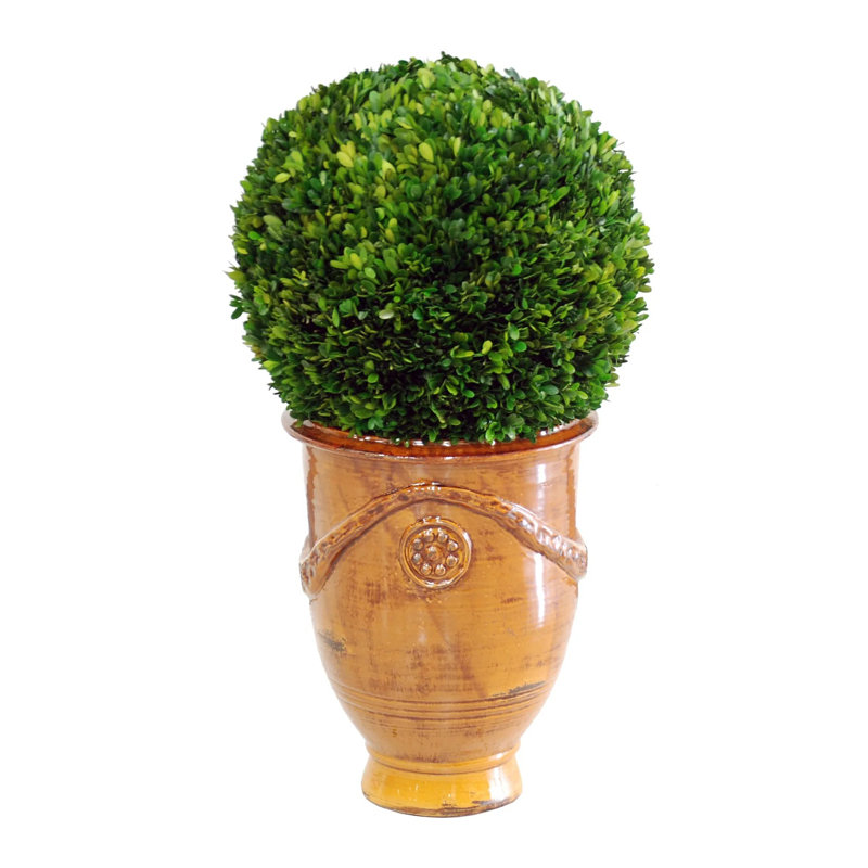 Boxwood Topiary in Wood Urn