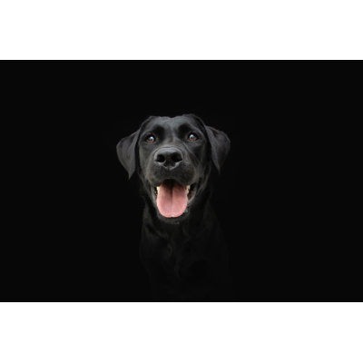 Chien noir du Labrador - Photographie sur toile tendue