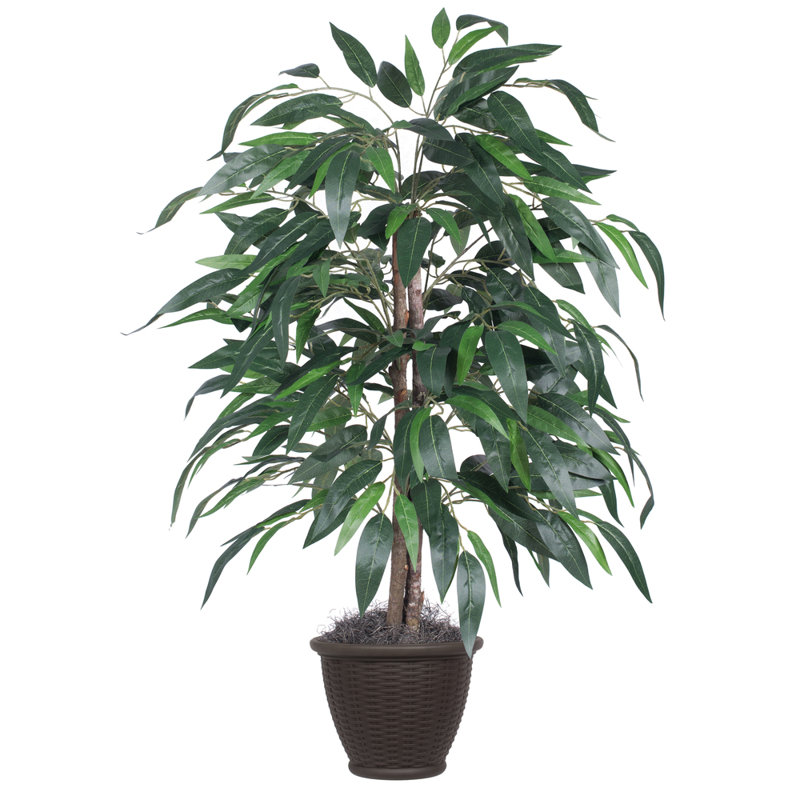 Buisson artificiel de manguier, Brun