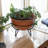 Plant Stand
