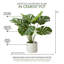 Plante en pot 21 "Evergreen-1974458980