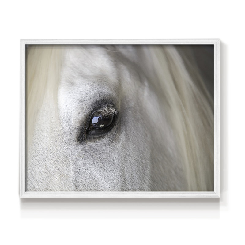 Balearic Island Horse -Framed Print - Restickable, H 8 po x l 10 po, Blanc