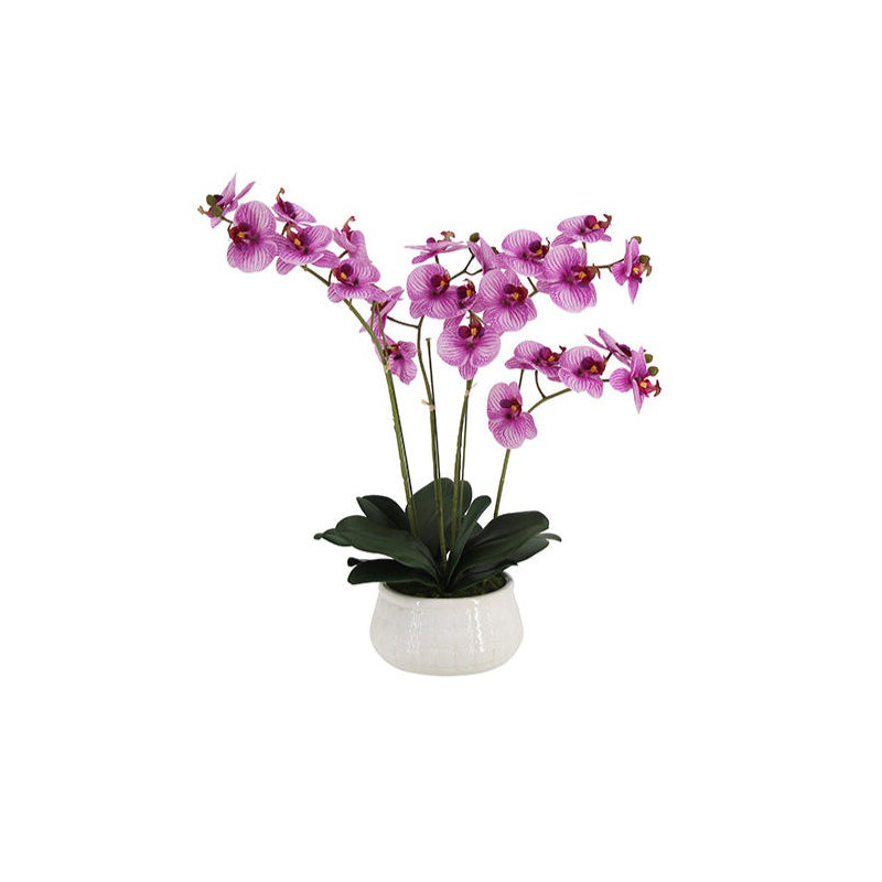 23" Phale Orchid