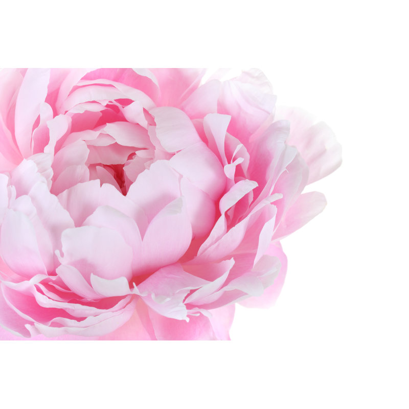 Fragment de pivoine rose - Photographie sur toile tendue, H 12 po x l 18 po