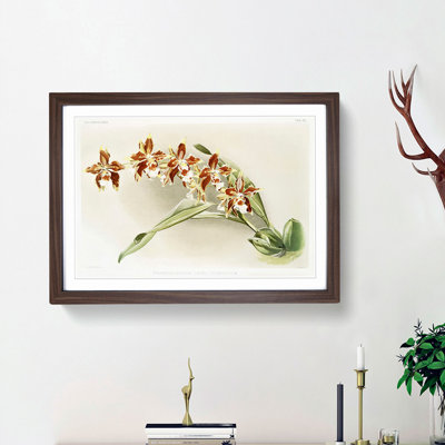 Magnolia Flowers Illustration Tab. 33 by Frederick Sander - Framed Print