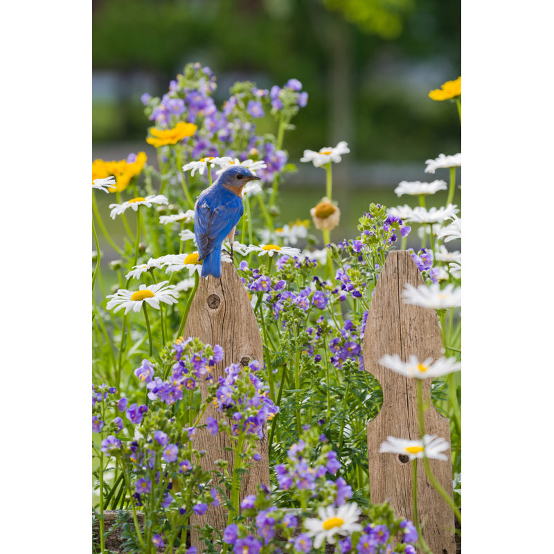 Eastern Bluebird, male 181147478, 46cm H x 30cm W