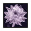 « white dahlia i », impression sur toile-1337742776-1337742779-1252343059