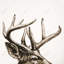 Roe Deer Plume sépia - Beige animaux, reproduction encadrée-447794425-447794430