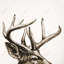 Roe Deer Plume sépia - Rustic Living, reproduction encadrée