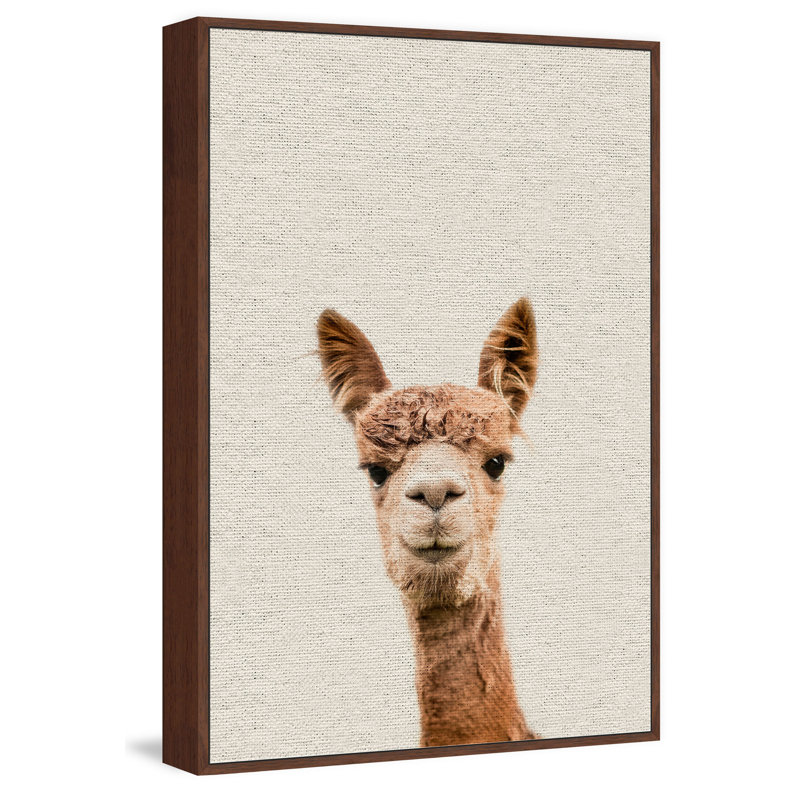 Llama Face VI - Floater Frame Print on Canvas, 91 cm H x 61 cm W x 4 cm D