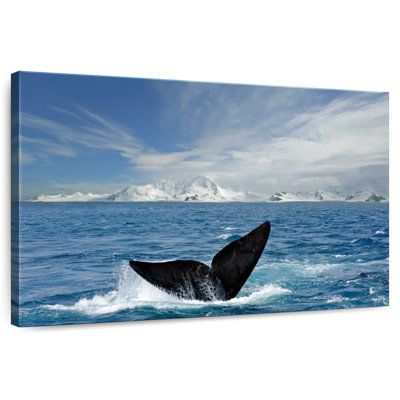 Queue de baleine de l'Antarctique Keesha