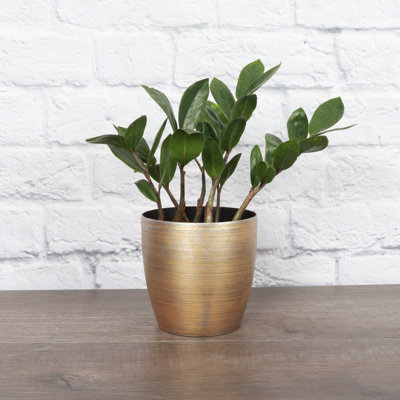 Live ZZ Houseplant in Classic Pot