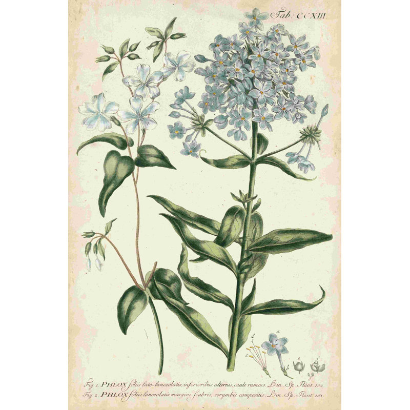 Chambray botanique II, H 48 po x l 32 po