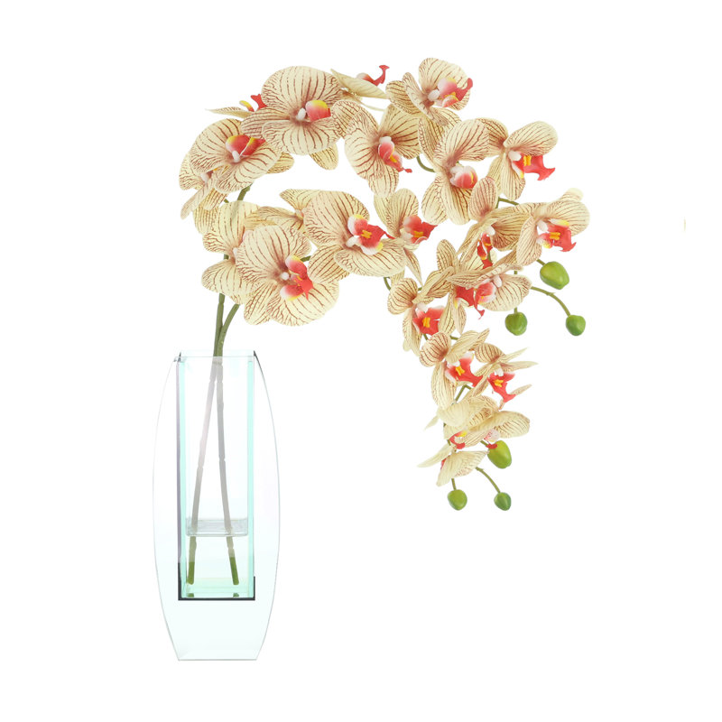 Orchidées Tania disposées dans un vase en verre, Clair, Orange/brun
