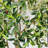 94'' Faux Olive Tree in Pot Liner