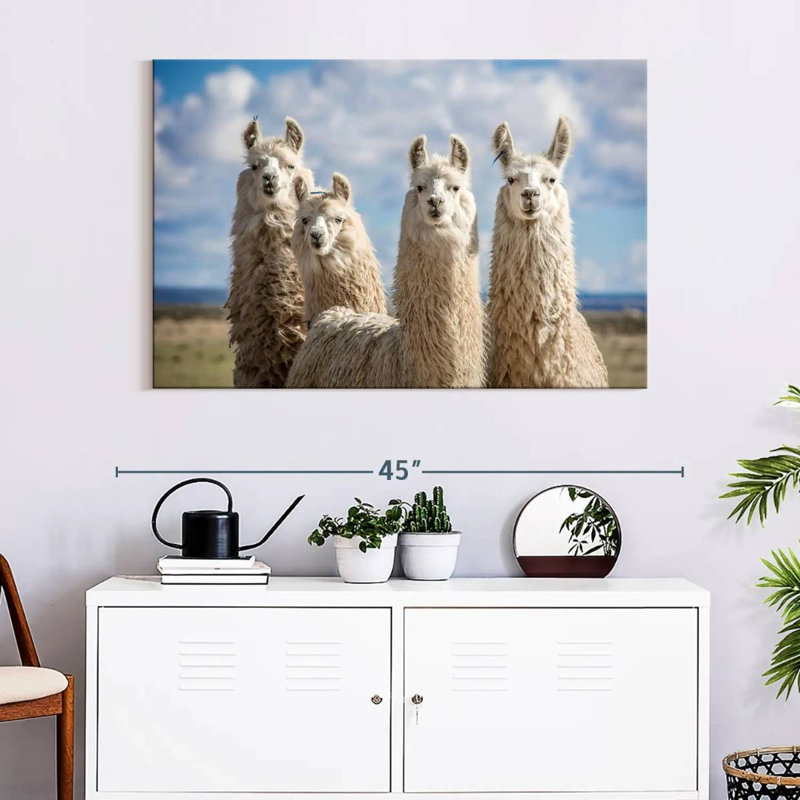 Fluffy White Llamas, 26" H x 39" W