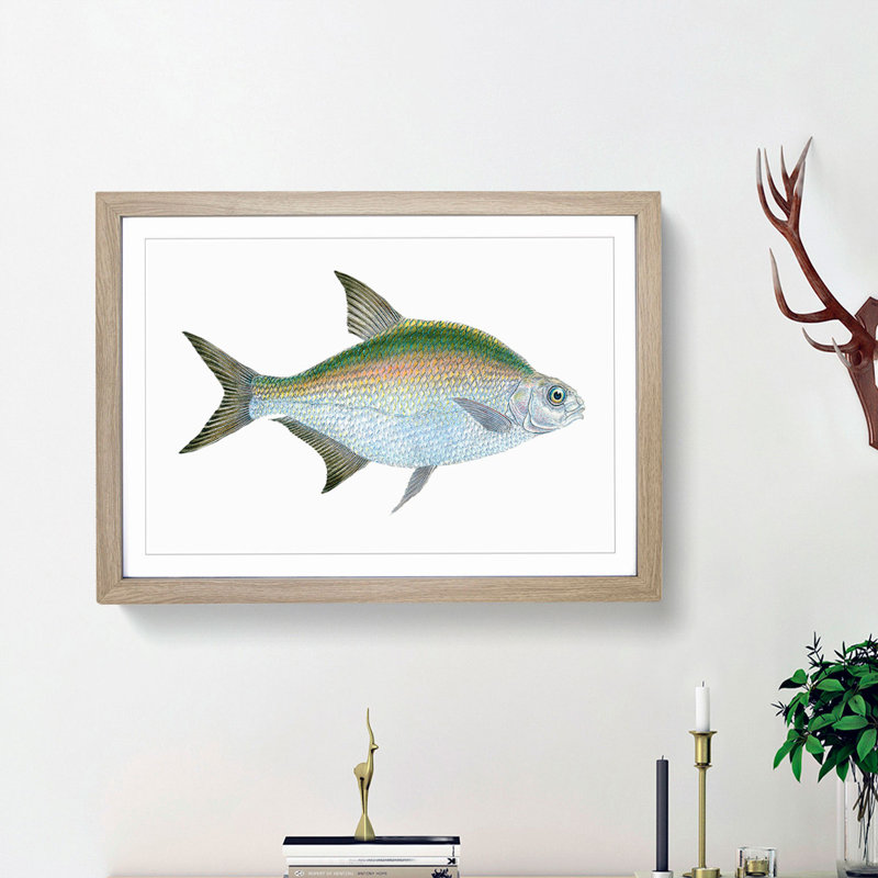 Bream Fish by Edward Donovan - Picture Frame Painting Print, Oak Framed, 48cm H x 65cm W x 2cm D