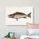 Mangrove Snapper Fish by Mark Catesby - Wrapped Canvas Print