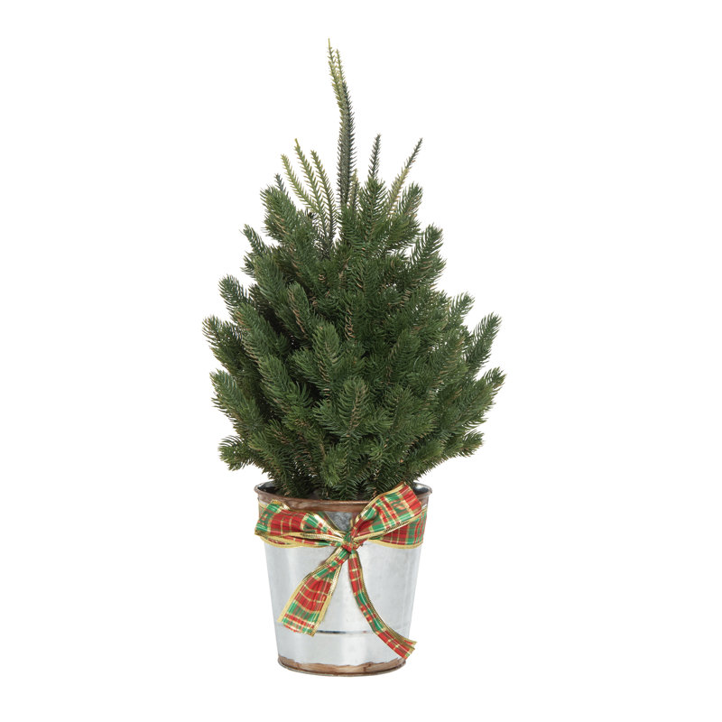Artificial Multicolor Christmas Tree in Bucket with Plaid Bow, 24" H x 12" W x 12" D
