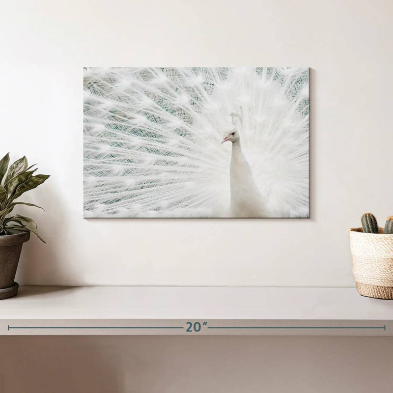 Brampt Snow White Peacock Feather, 8" H x 12" W
