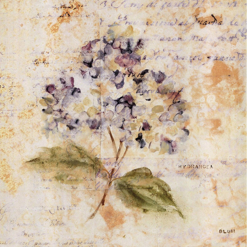 Hortensia blanc délavé, H 20 po x l 20 po