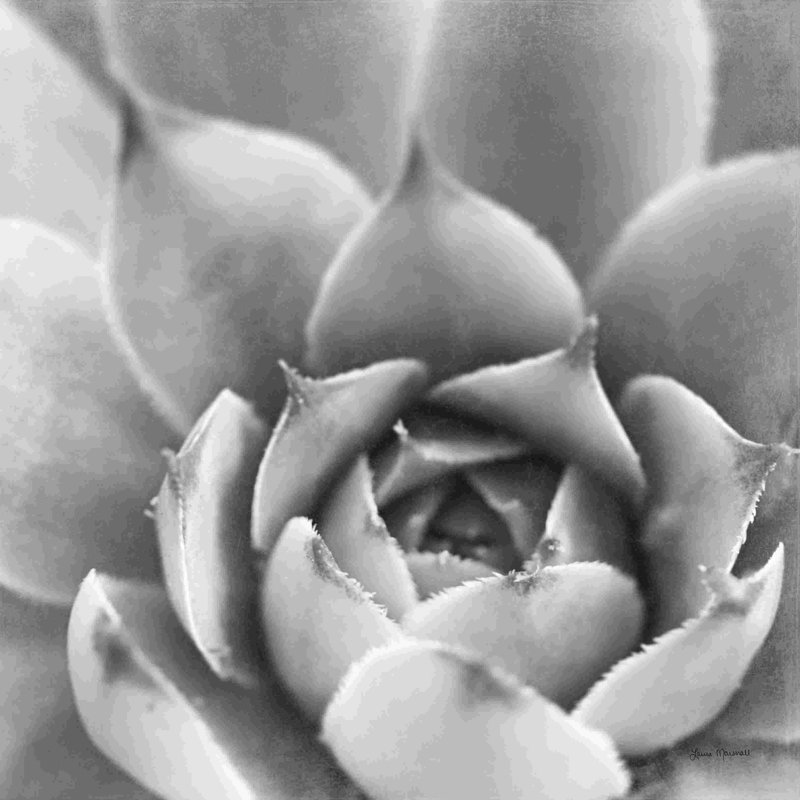 " Garden Succulent III " by Laura Marshall, 12" H x 12" W, No, Wrapped Canvas