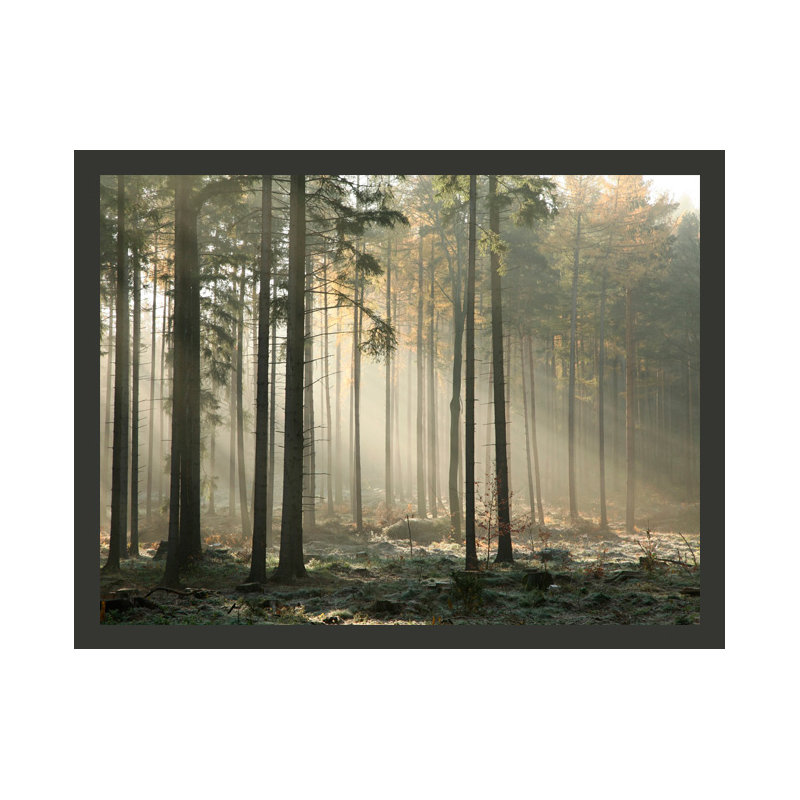 Foggy November Morning 2.70m x 350cm Wallpaper, 250 cm x 193 cm
