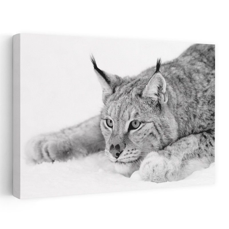Lynx - photographie, animaux, chats, H 40 po x l 60 po