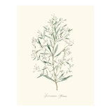 Herb Garden III Print by Sara Brown