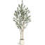 152cm Plant